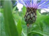 Mountain Bluets (Centaurea montana)